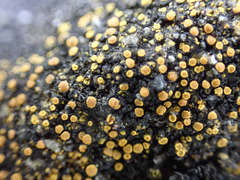 Polycauliona luteominia