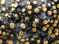 Polycauliona luteominia