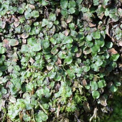 Targionia hypophylla