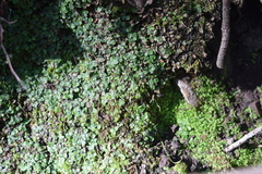 Targionia hypophylla