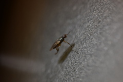 Coelopidae