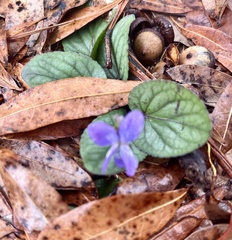 Viola walteri