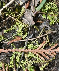 Selaginella eclipes