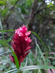 Stenorrhynchos albidomaculatum