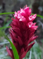 Stenorrhynchos albidomaculatum