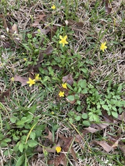 Ranunculus fascicularis
