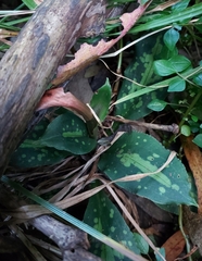 Stenorrhynchos albidomaculatum