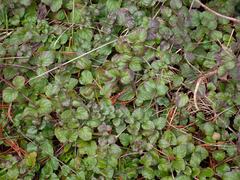 Clinopodium douglasii