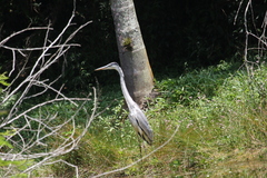 Ardea cocoi