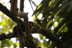 Ramphastos dicolorus