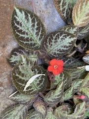 Episcia cupreata
