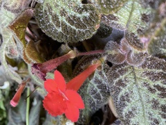 Episcia cupreata