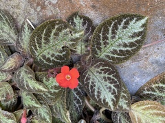 Episcia cupreata