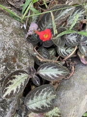 Episcia cupreata
