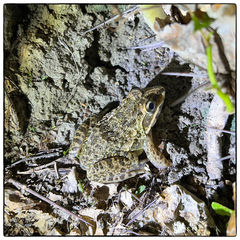 Hoplobatrachus crassus