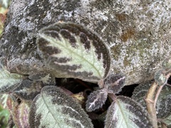 Episcia cupreata