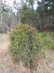 Juniperus maritima