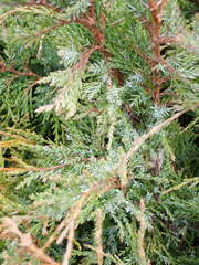 Juniperus maritima