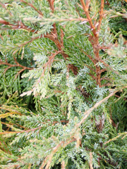 Juniperus maritima