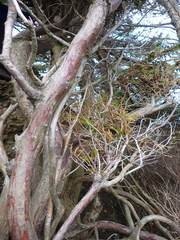 Arbutus menziesii