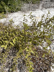 Ximenia americana