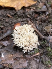 Clavulina coralloides