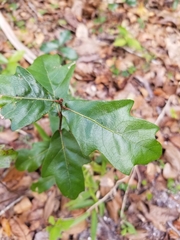 Quercus myrtifolia