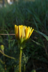 Hyoseris radiata