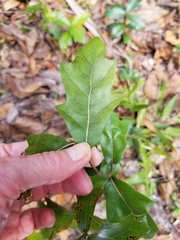 Quercus myrtifolia