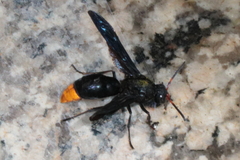 Synagris