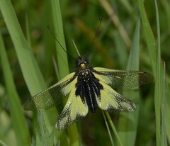 Libelloides coccajus