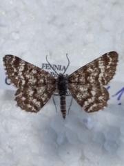 Macaria carbonaria