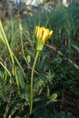 Hyoseris radiata
