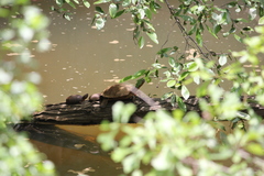 Trachemys scripta