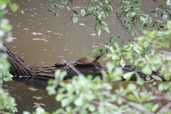 Trachemys scripta