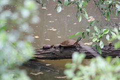 Trachemys scripta
