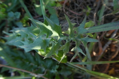 Hyoseris radiata