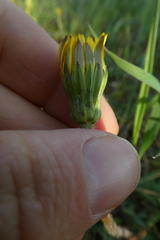 Hyoseris radiata