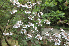 Viburnum plicatum