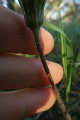 Hyoseris radiata