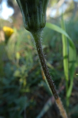 Hyoseris radiata