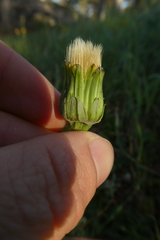 Hyoseris radiata