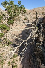 Peucephyllum schottii