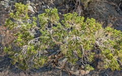 Peucephyllum schottii