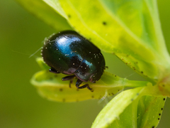 Chrysolina varians