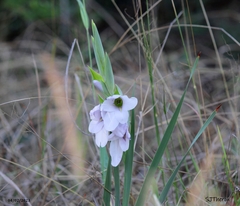 Gladiolus rehmannii