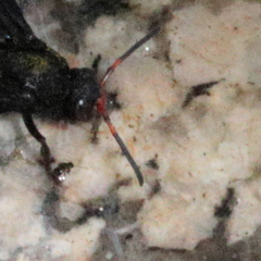 Synagris