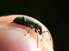 Phyllobius pomaceus