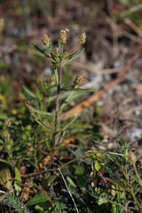Plantago afra