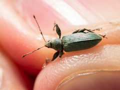 Phyllobius pomaceus